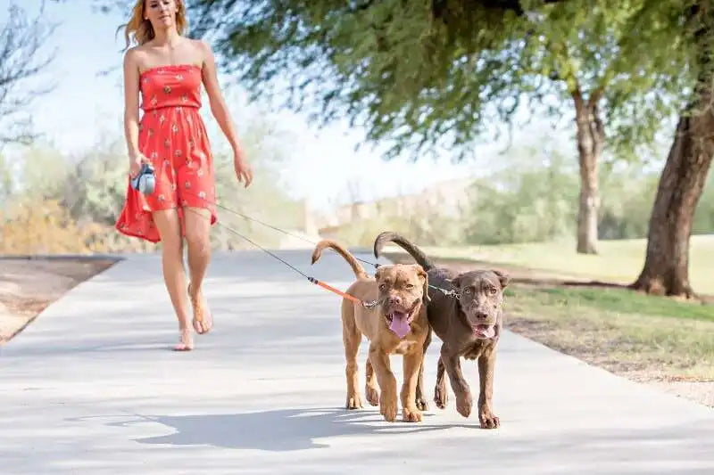 Laisse Double Rétractable 3m avec Lampe LED & Boîte à Sacs — Traction 360° pour Deux Chiens