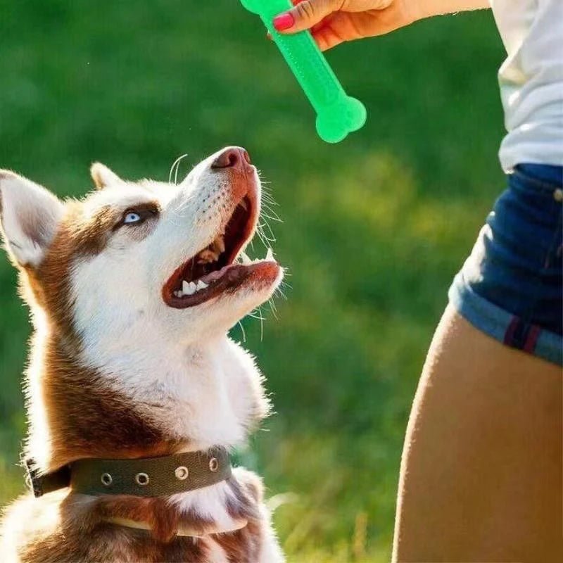 Jouet à Mâcher pour Chiens – Os en Caoutchouc pour Dents Saines