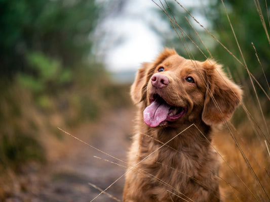5 astuces simples pour prendre soin des dents de votre chien