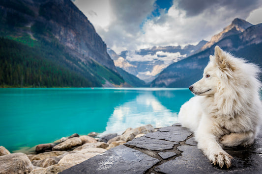 Voyager avec son animal : astuces pour un trajet sans stress