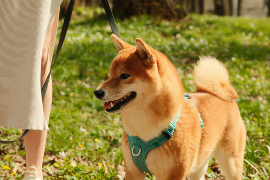 Pourquoi investir dans un harnais anti-traction pour votre chien ?
